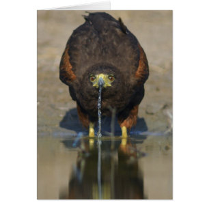Harris colportent l'unicinctus de Parabuteo