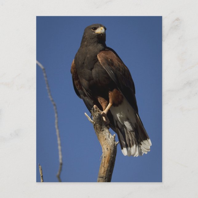 Harris Hawk 1 Postkarte (Vorderseite)