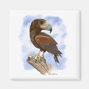 Harris Hawk auf der Lauer Cartoon	 Magnet