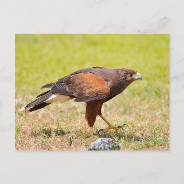 Harris Hawk auf Gras Postkarte (Vorderseite)