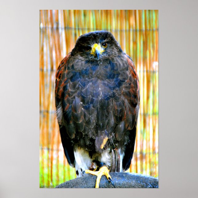 Harris Hawk Bird of Prey Poster (Vorne)