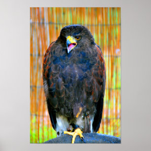 Harris Hawk Bird of Prey Poster