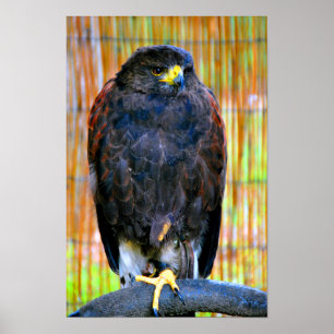Harris Hawk Bird of Prey Poster