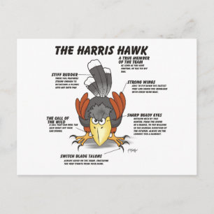 Harris Hawk Cartoon Postkarte