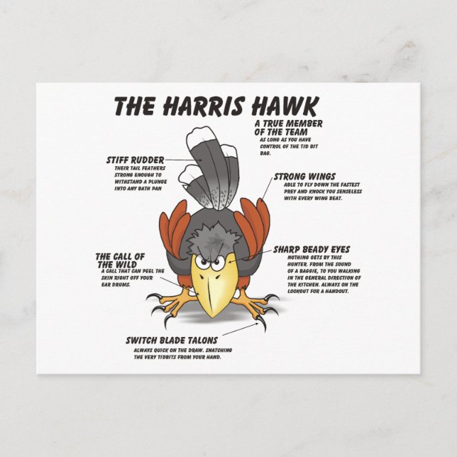 Harris Hawk Cartoon Postkarte (Vorderseite)