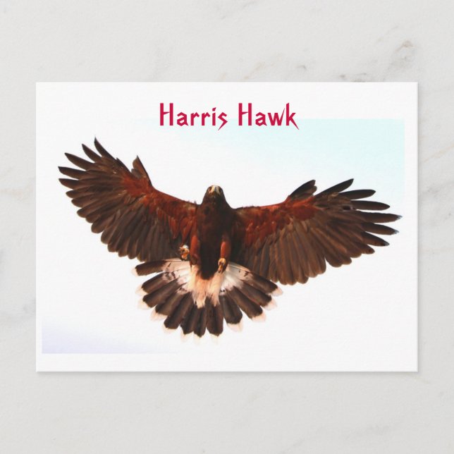Harris Hawk Flying Postcard Postkarte (Vorderseite)