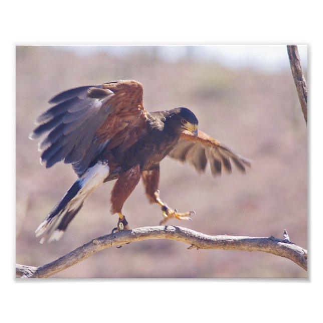 Harris' Hawk Fotodruck (Vorne)