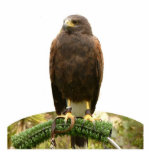 Harris Hawk Freistehende Fotoskulptur<br><div class="desc">Diese Fotoskulptur ist von einem Harris-Falken. Aus Acryl mit schwarzem Ständer, ist es ein großartiges Konversationsstück. Die endgültige Größe ist ungefährlich und hängt von der Größe des ausgeschnittenen Bildes ab.</div>