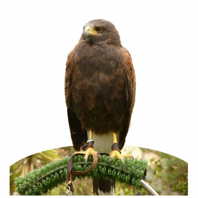 Harris Hawk Freistehende Fotoskulptur (Vorne)