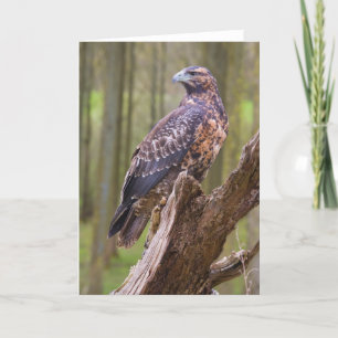 harris hawk karte