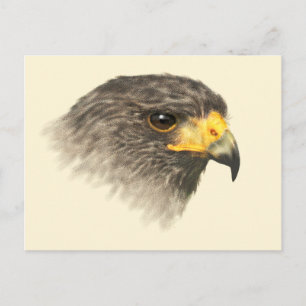 Harris Hawk - Mixed Medium Postkarte