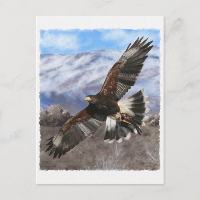 Harris Hawk-pastel Postkarte (Vorderseite)