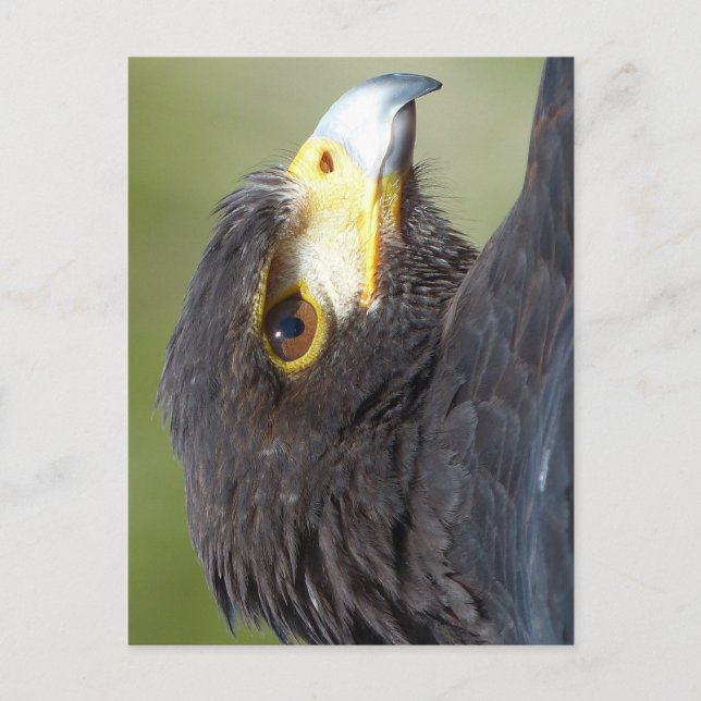 Harris Hawk Postkarte (Vorderseite)