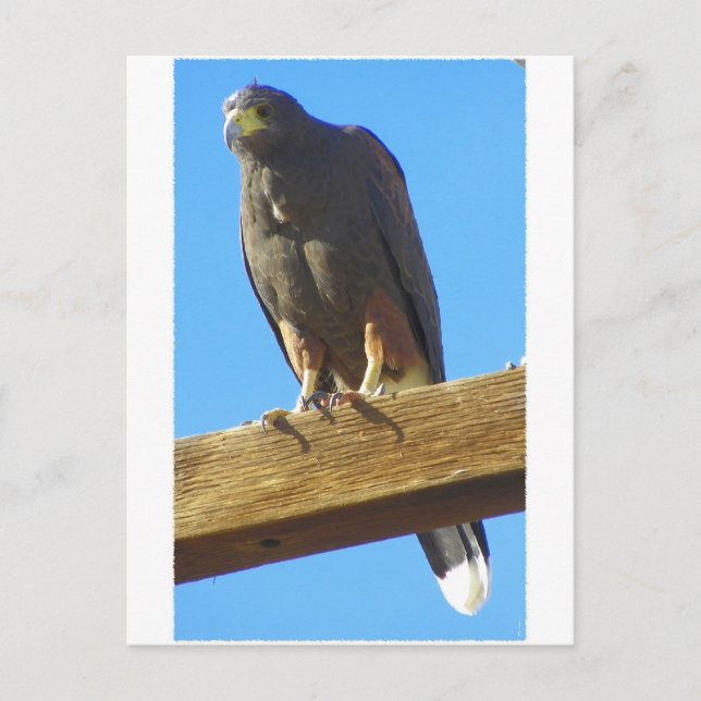 Harris Hawk Postkarte (Vorderseite)