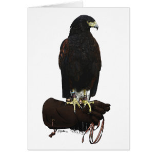 Harris Hawk sur Glove