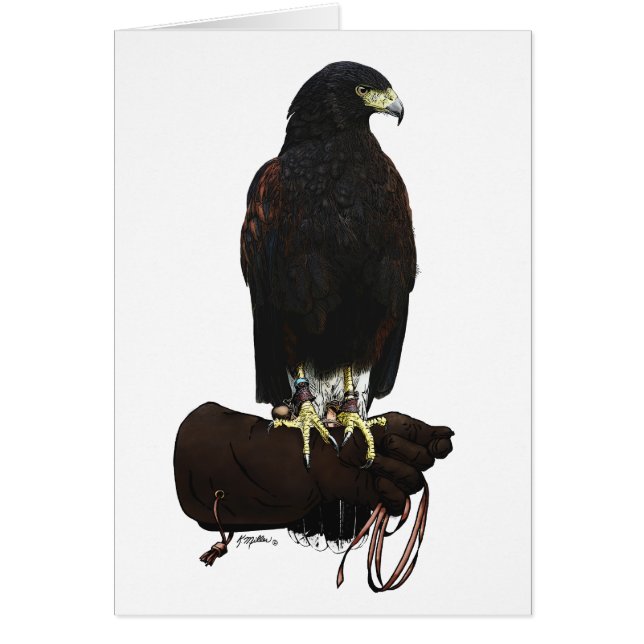 Harris Hawk sur Glove (Devant)