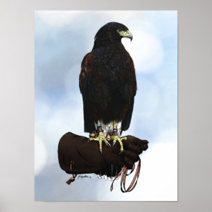 Harris Hawk über Glove Poster