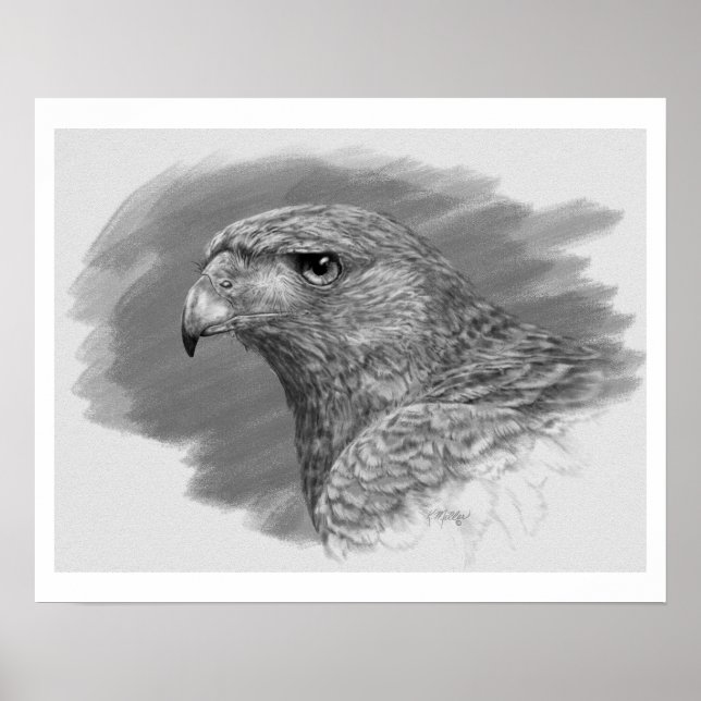 Harris Hawk Zeichnend Poster (Vorne)