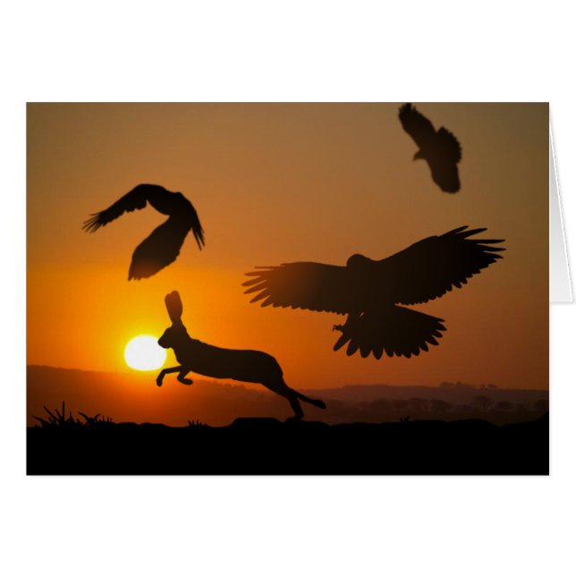 Harris Hawks (Vorderseite (Horizontal))