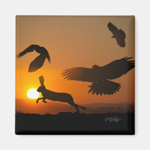 Harris Hawks jagen Magnet