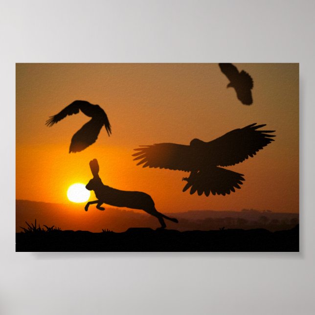 Harris Hawks Poster (Vorne)