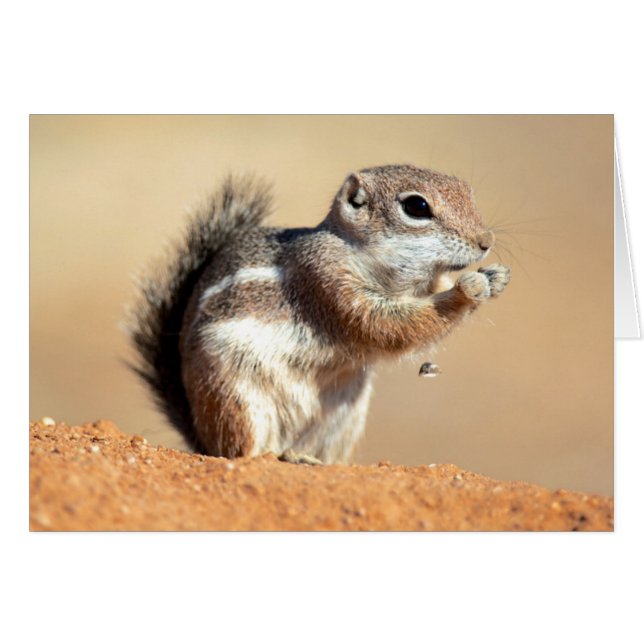 Harris’s antelope squirrel (Ammospermophilus) (Vorderseite (Horizontal))