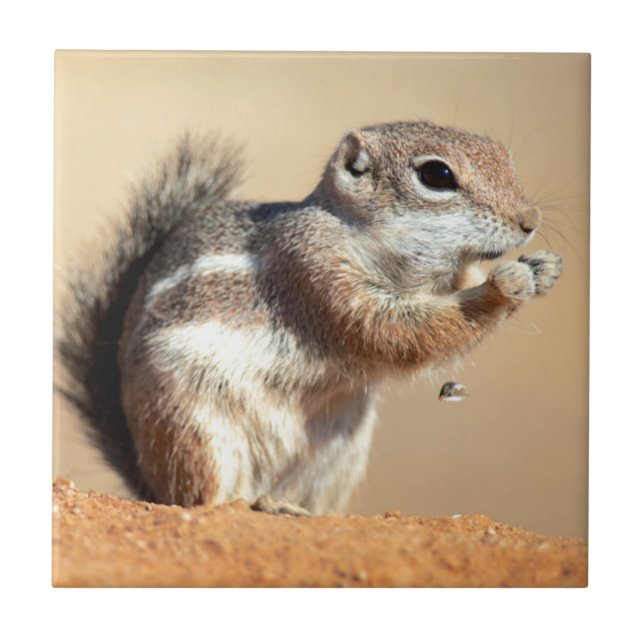 Harris’s antelope squirrel (Ammospermophilus) Fliese (Vorderseite)
