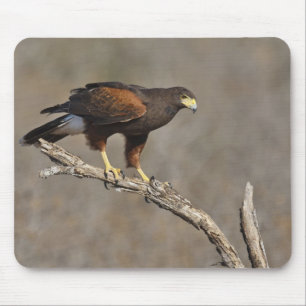 Harriss Falke gehockter Raubvogel Mousepad