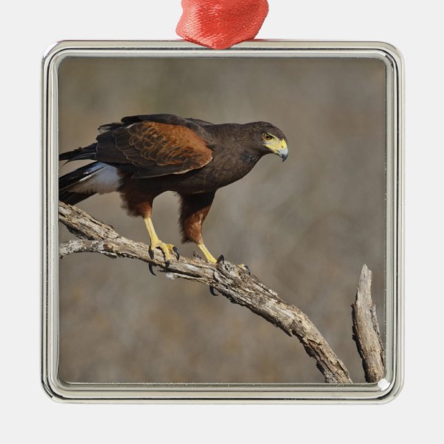 Harriss Falke gehockter Raubvogel Silbernes Ornament (Vorne)