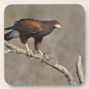 Harriss Falke gehockter Raubvogel Untersetzer