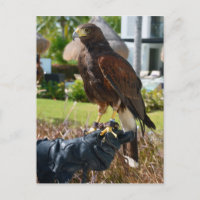 Harris's Hawk on Falconer's Glove, Cancun, Mexiko