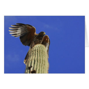 Harris's Hawk raste auf Saguaro Cactus