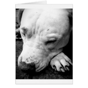 harry potier cicatrice chien blanc pit bull