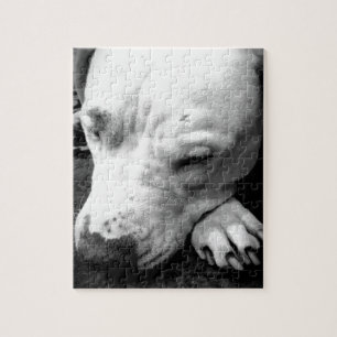 Harry Potter Narbe Hund weißer Pit Bull