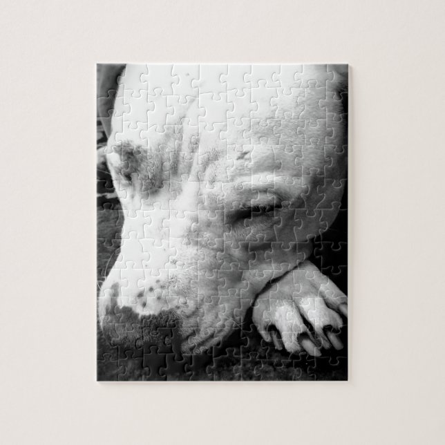 Harry Potter Narbe Hund weißer Pit Bull (Vertikal)