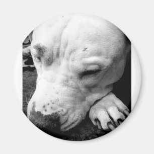 Harry Potter Narbe Hund weißer Pit Bull Magnet