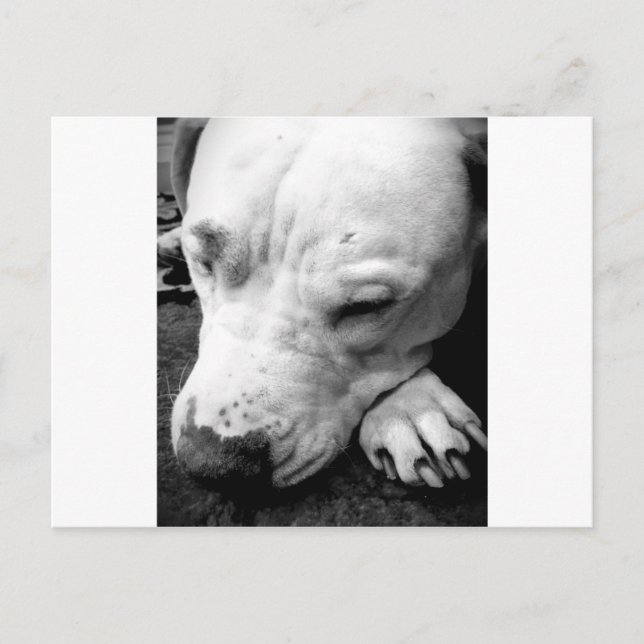Harry Potter Narbe Hund weißer Pit Bull Postkarte (Vorderseite)