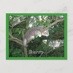 Harry the Cat Climbing A Tree Postkarte