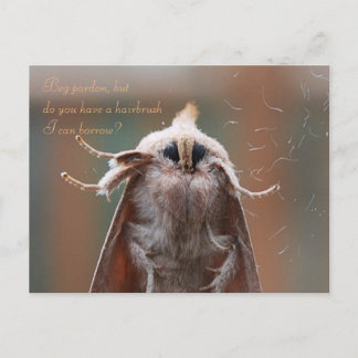 Harry the Hairy Moth Postcard Postkarte