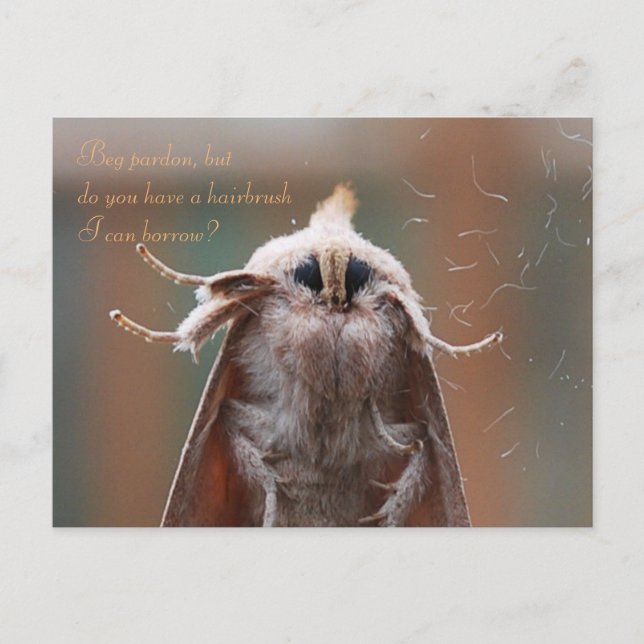 Harry the Hairy Moth Postcard Postkarte (Vorderseite)