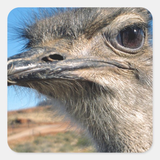 Harry the Happy Ostrich Quadratischer Aufkleber (Vorderseite)
