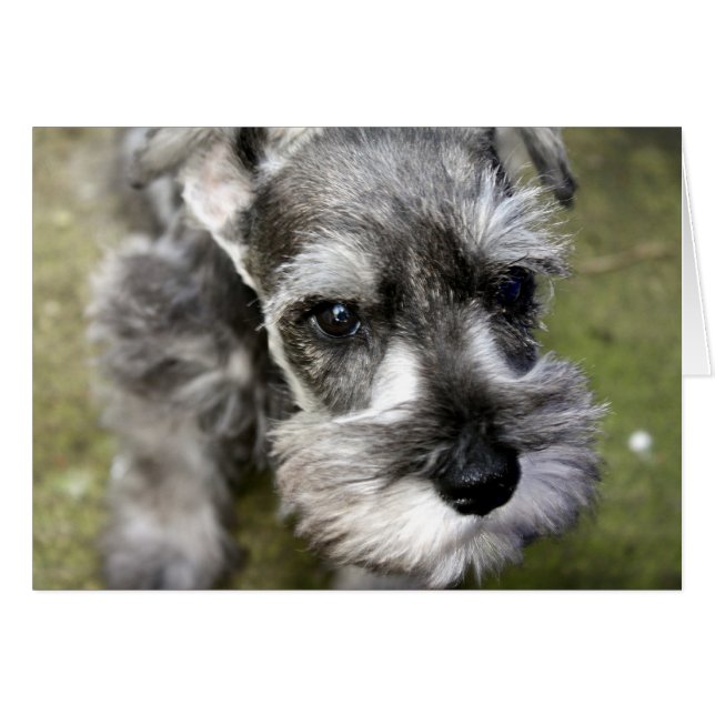 Harry the Miniature Schnauzer Card (Vorderseite (Horizontal))