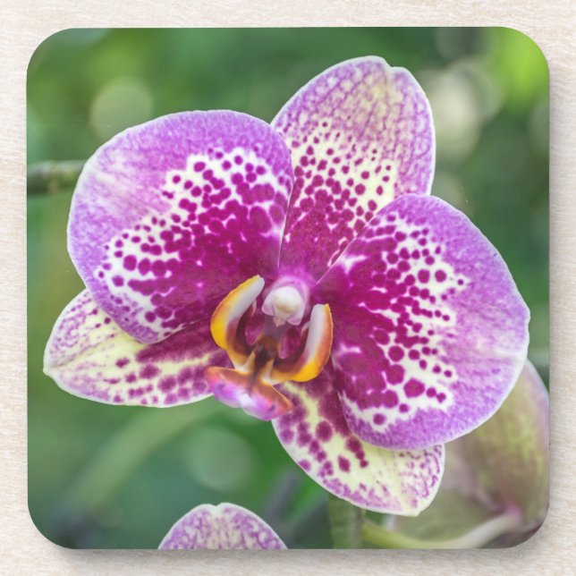 Harte PlastikUntersetzer der lila Orchidee Untersetzer (Vorderseite)