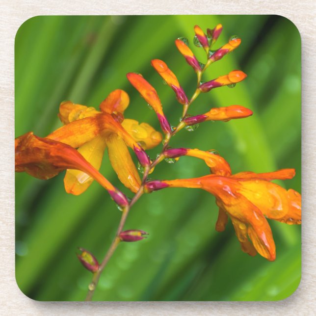 Harte PlastikUntersetzer der nassen orange Blume Getränkeuntersetzer (Vorderseite)