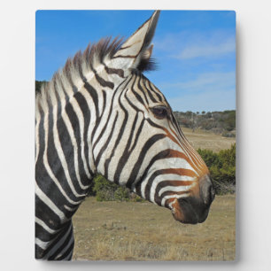 Hartmanns Zebra-Profil bei Fossil Rim Fotoplatte