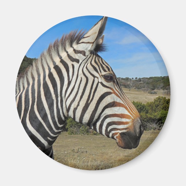 Hartmanns Zebra-Profil bei Fossil Rim Magnet (Vorne)