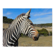 Hartmanns Zebra-Profil bei Fossil Rim