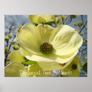Hartriegel-Baum-Blumenkunst druckt gelbe Poster