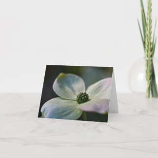 Hartriegel-Blume