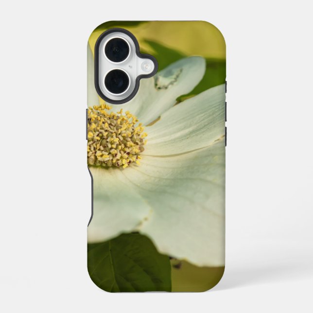 Hartriegel iPhone 16 Hülle (Rückseite)